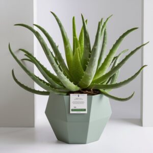 Peace Lily